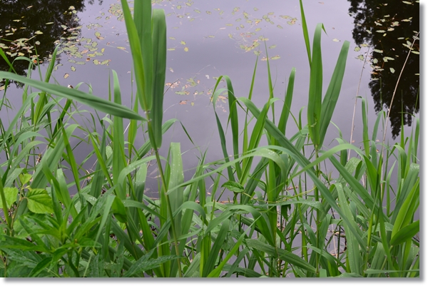 水草に繁茂する溜池