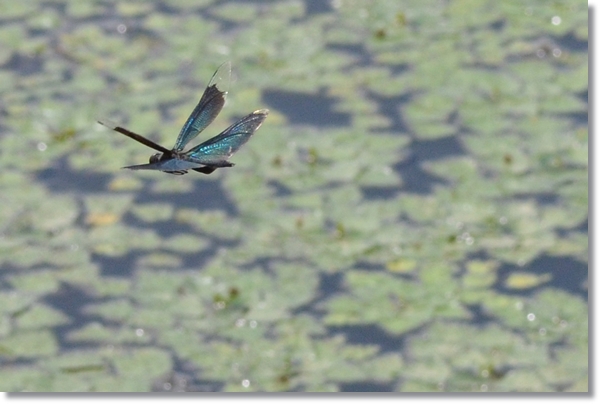 池の上を飛行するチョウトンボのオス