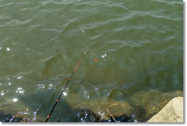 釣り竿と水面に浮いた玉ウキ
