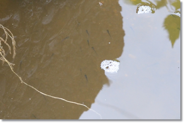 小川を泳ぐアブラボテの稚魚