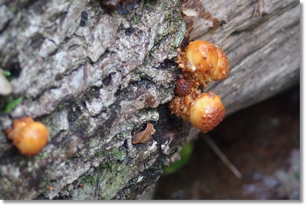 倒木に生えたヌメリスギタケ の幼菌