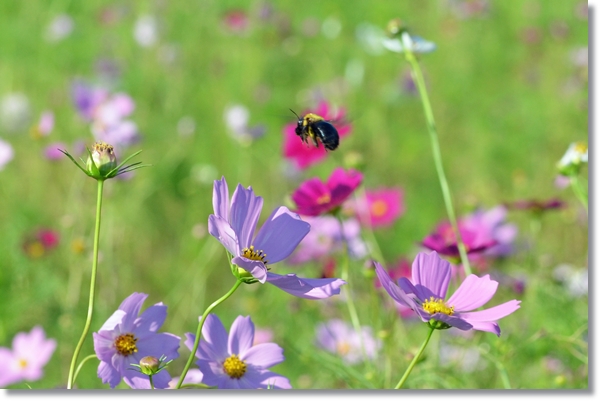 紫色のコスモスの花の上を飛び回るクマンバチ
