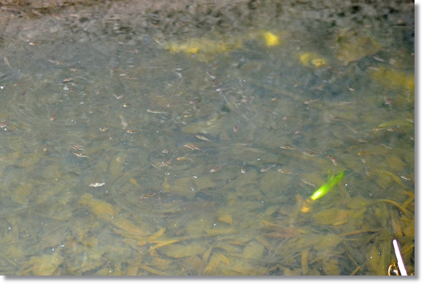 小川の水面に群れるアカヒレタビラの幼魚