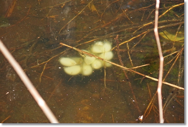 野池に産み付けられた白いクロサンショウウオの卵塊