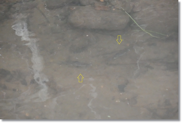 浅瀬で泳ぎまわるオスのマタナゴ２匹
