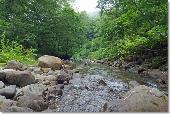 林間を流れる渇水気味の渓流