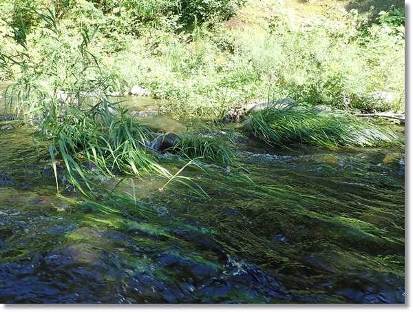 増水した流れに沈む川縁の草