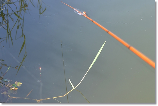 池に釣り糸を垂れる