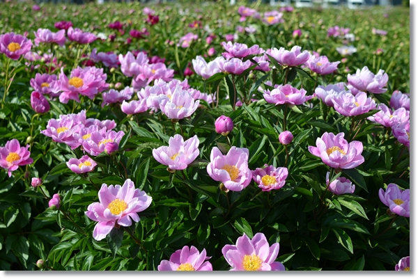 シャクヤクの紫色の花が沢山咲いている