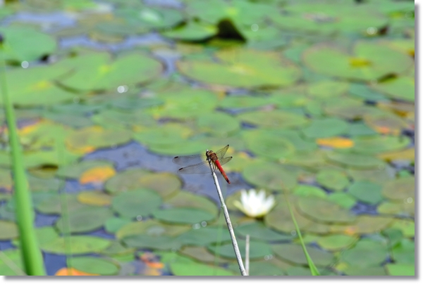 ヒツジグサの生い茂る池のほとりにとまるアカトンボ