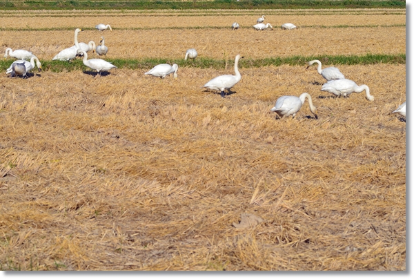 稲を刈り取った後の田んぼで餌をついばむ白鳥
