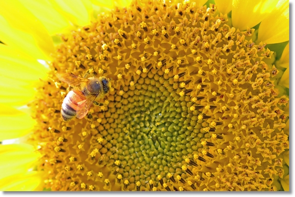 ヒマワリの蜜を吸うミツバチ