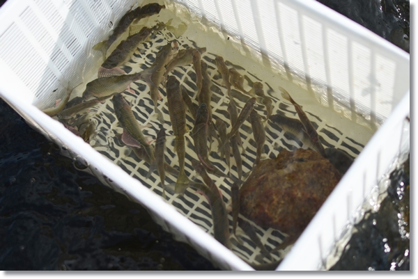 容器に入れられ水の中に浸されるタナゴ