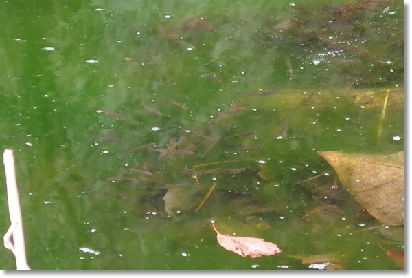 水溜りに群れるイワナの稚魚
