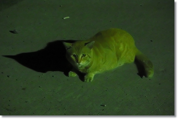 暗闇で座り込む猫