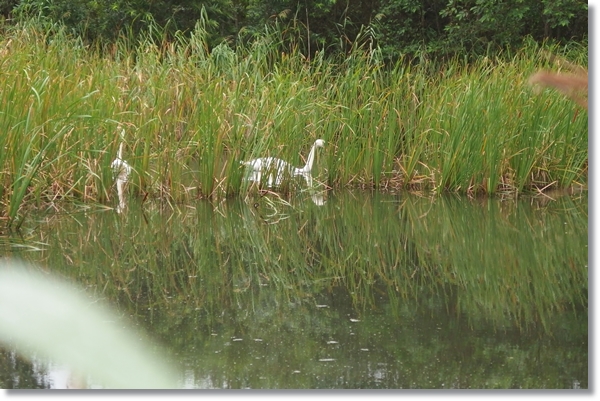 湿地帯の池の中を泳ぐ白鳥
