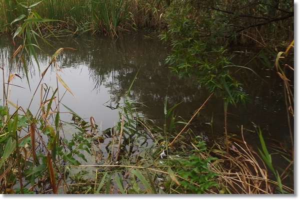 湿地帯の中の池