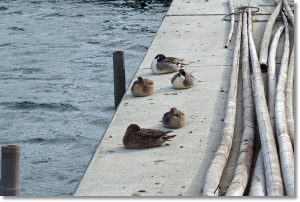 漁港の岸壁で寝ている水鳥