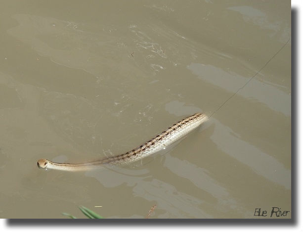 川を泳ぐシマヘビ