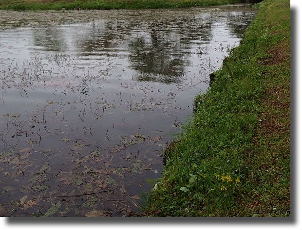 タナゴのいる水草の生えた池