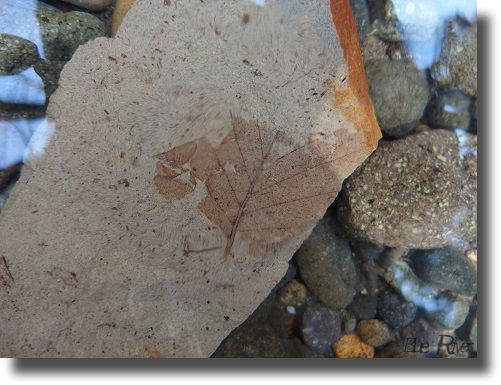 魚釣りで見つけた葉の化石