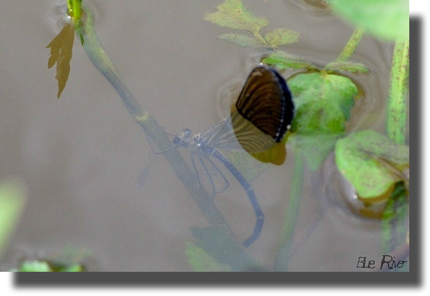 水中で産卵しているハグロトンボ