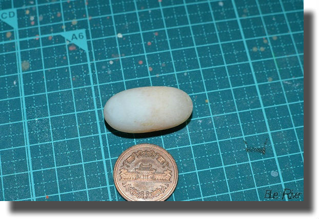 10円玉とオオアタマヒメニオイガメの卵