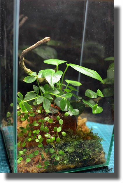 観葉植物が中に入った小さなガラス水槽