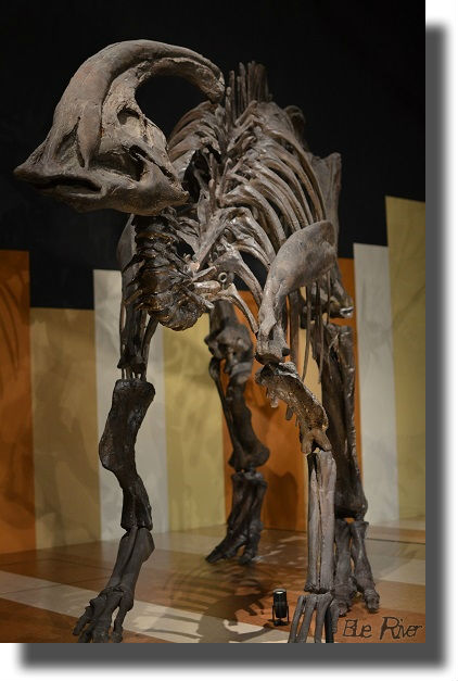 ほるるに展示されている恐竜骨格標本
