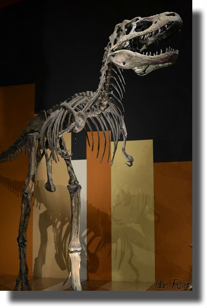 るるに展示されている恐竜骨格標本