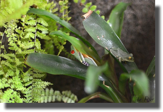 ブロメリアの葉の裏に隠れるアカメアマガエル