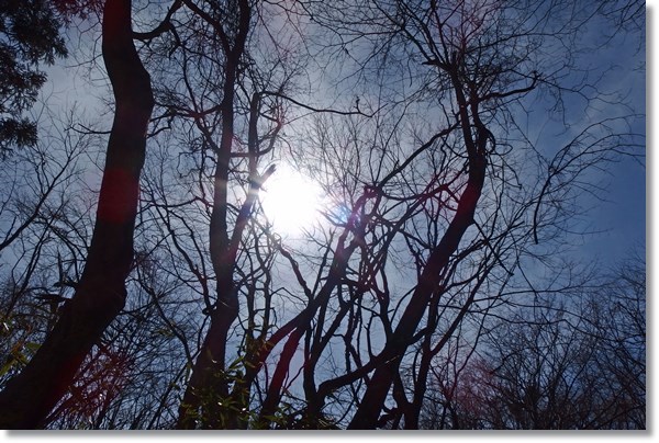 冬木の間に見える太陽