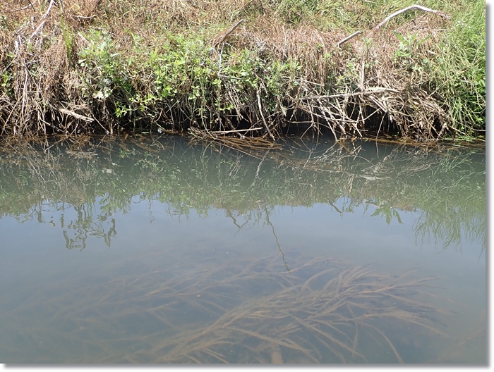 ヤリタナゴが生息する小河川