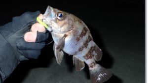 牡鹿半島で釣れた今年初メバル