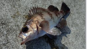 志津川湾で釣ったメバル