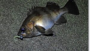 南三陸歌津で釣ったメバル