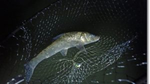 阿武隈川でルアーで釣った大きなニゴイ
